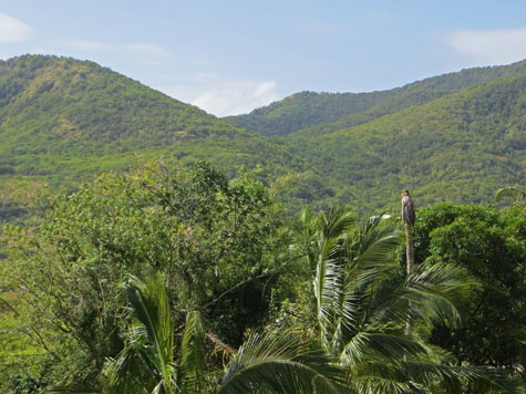 Antigua Rain Forest