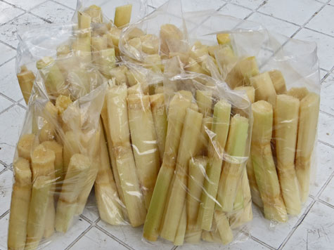 Sugar Cane from Antigua